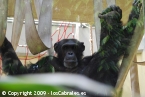 Zoo de Heidelberg - Chimpance